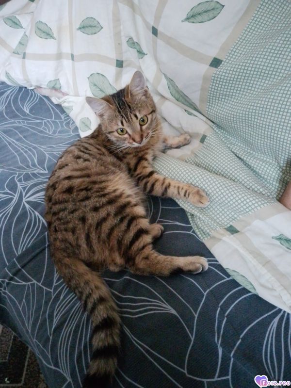 Феня (Фиона)