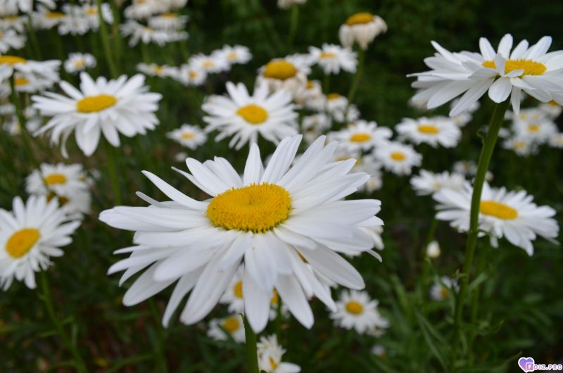 Ромашки