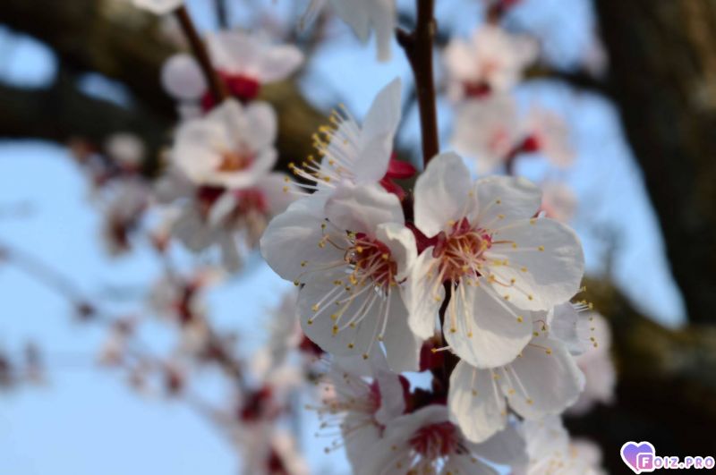 Весенние цветы