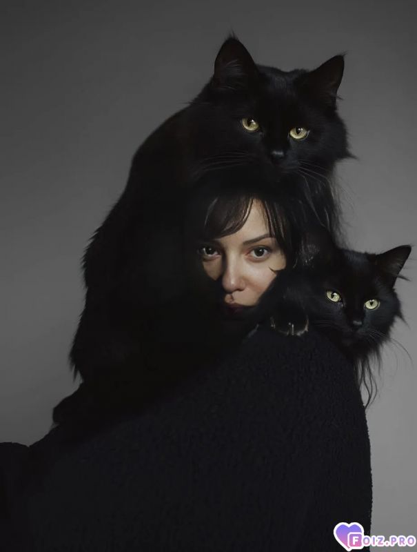 2 кота и кошка