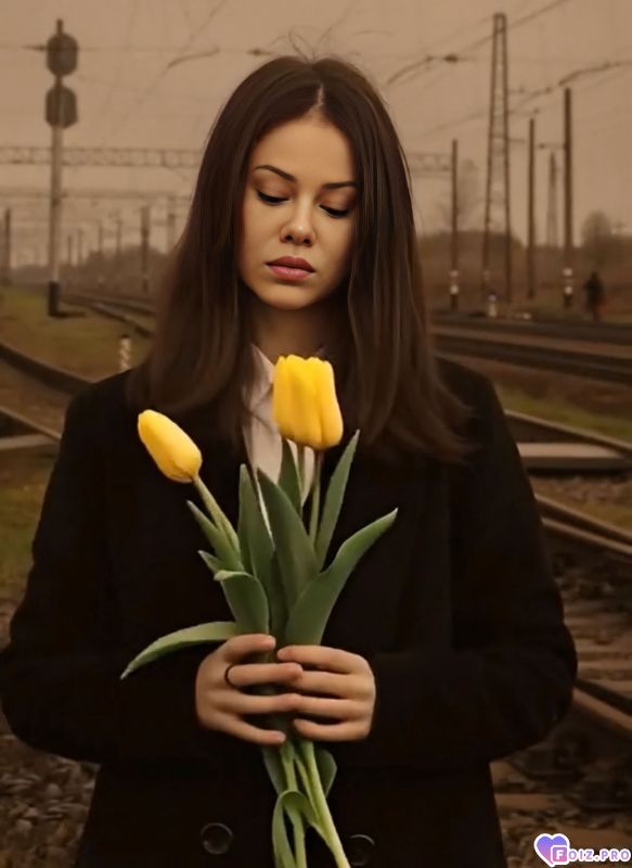 желтые тюльпаны