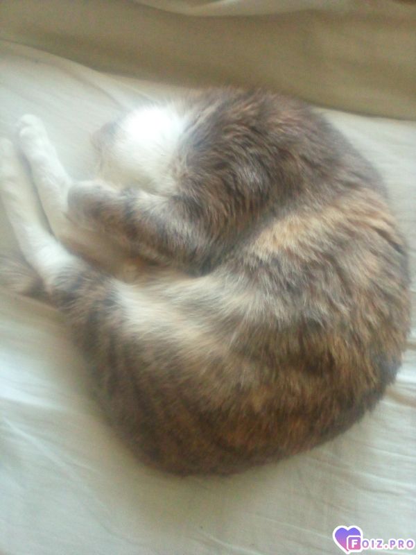 Моя кошечка
