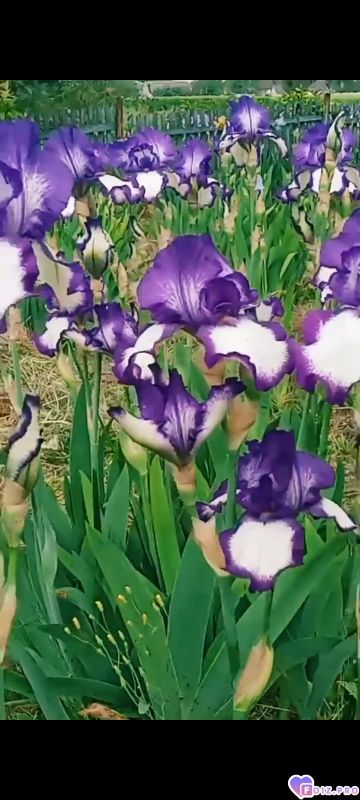 Королевські іриси