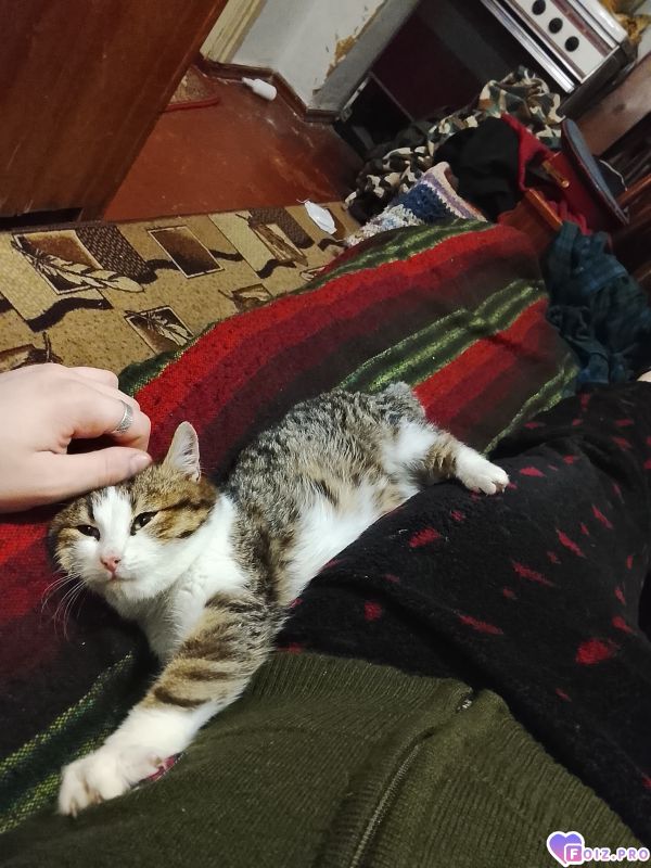 Полосаточка