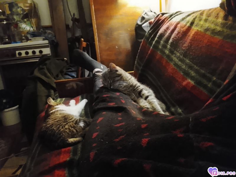 Кошачья ловушка