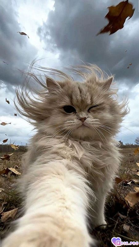 64642df776fcaa4deacb76275f72c840