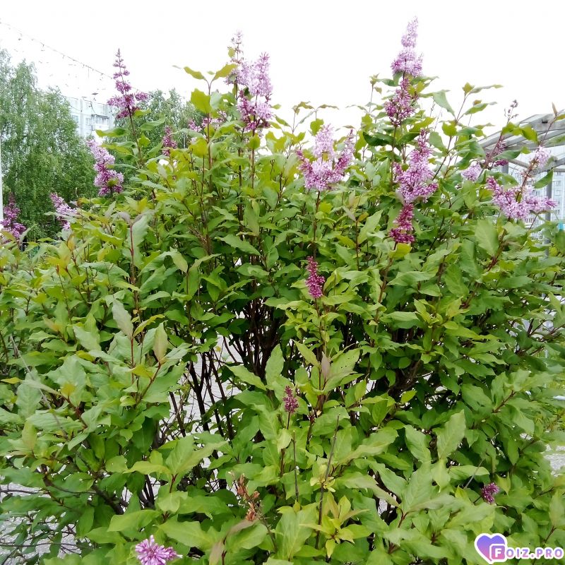 IMG_20260610_080311