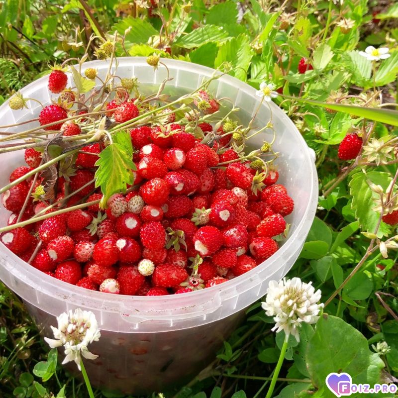 Peachy_20260713_120555531