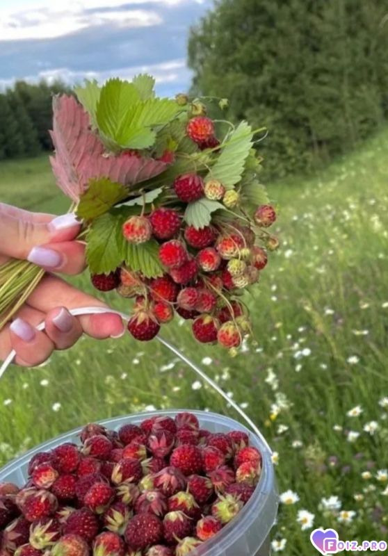 Peachy_20260715_071628902
