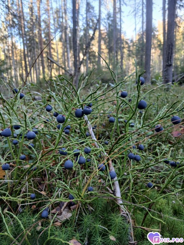 pHCPyCI4sgE