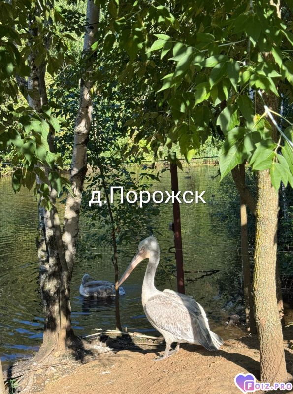 Peachy_20260806_081732528