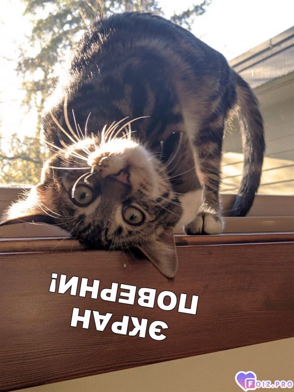 1000000600