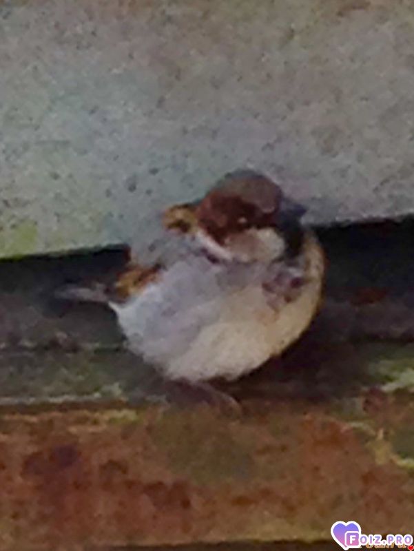 Постоянный мой посетитель