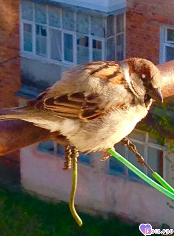 Привет птичка