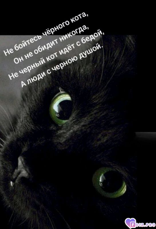 -Черный-кот-