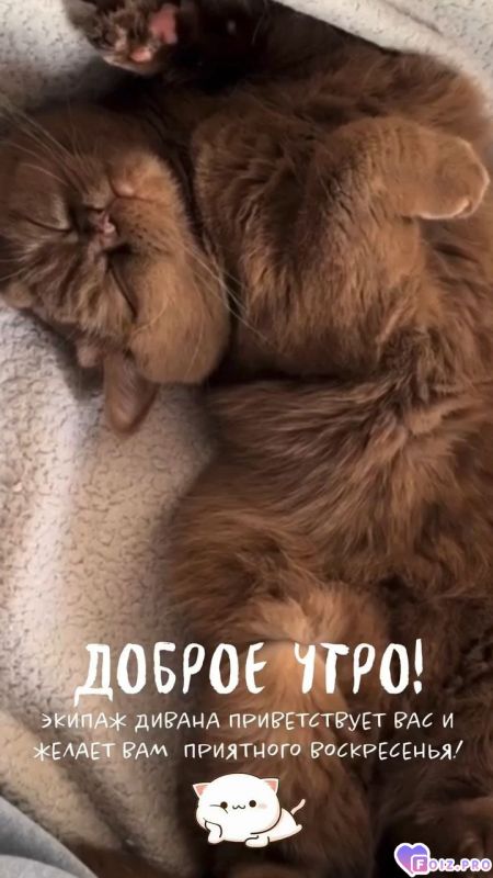 -Экипаж-Дивана-