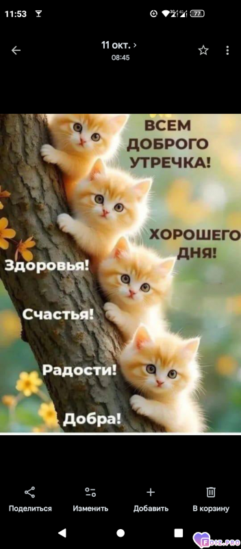-Котики-
