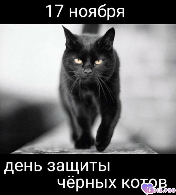 -Черный-кот-