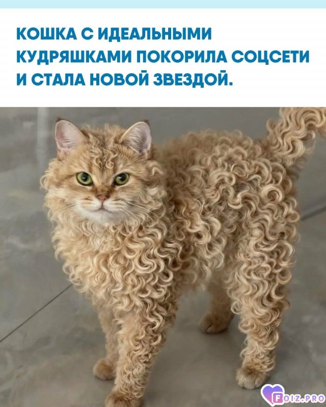 -396329-Кудряшка-