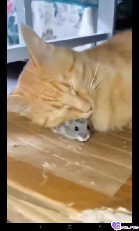 -Кошка-Мышка-