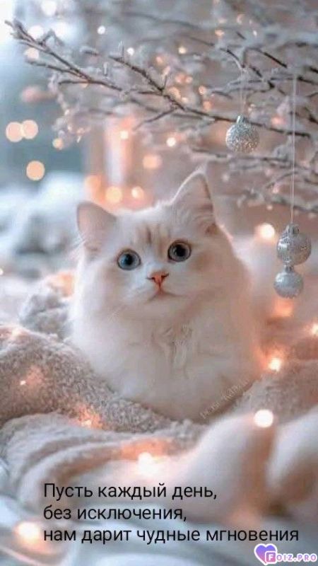 -Белое-Чудо-