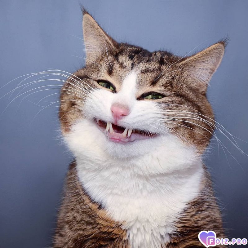 -375334-Зубастик-