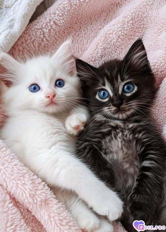 -331795-Симпотяшки-