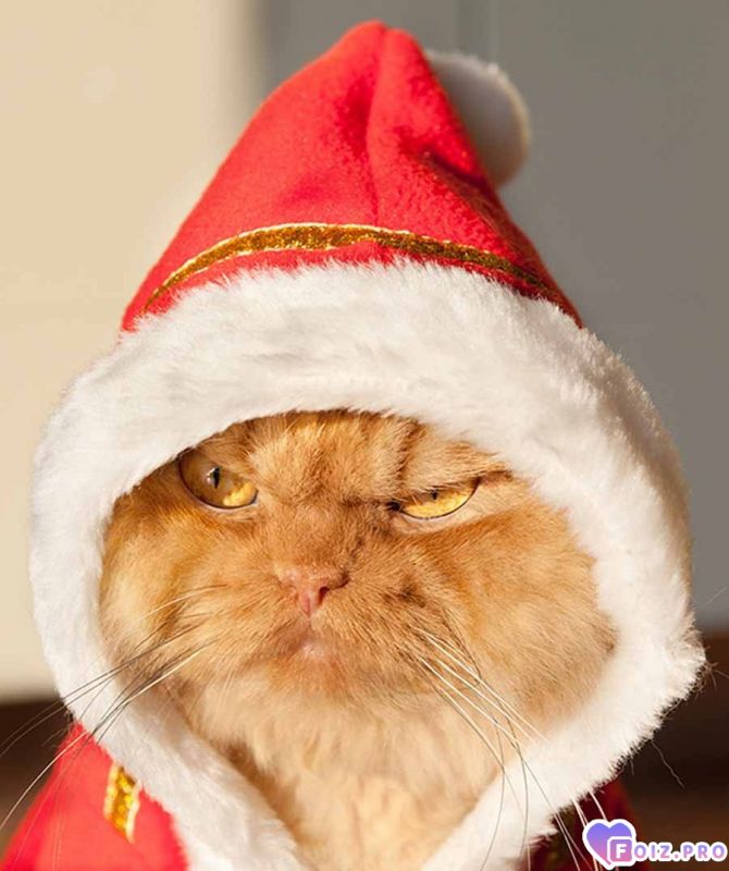 -168693-Не-Добрый-