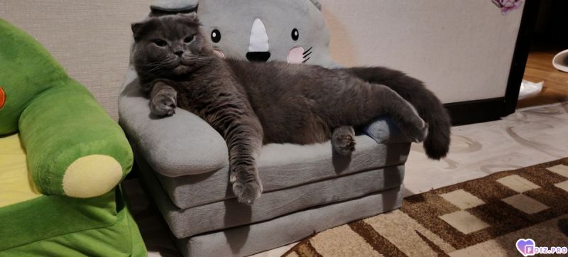 -432524-Хорошо-Лежим-