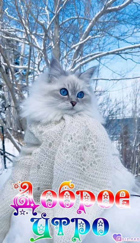 -Доброе-утро-