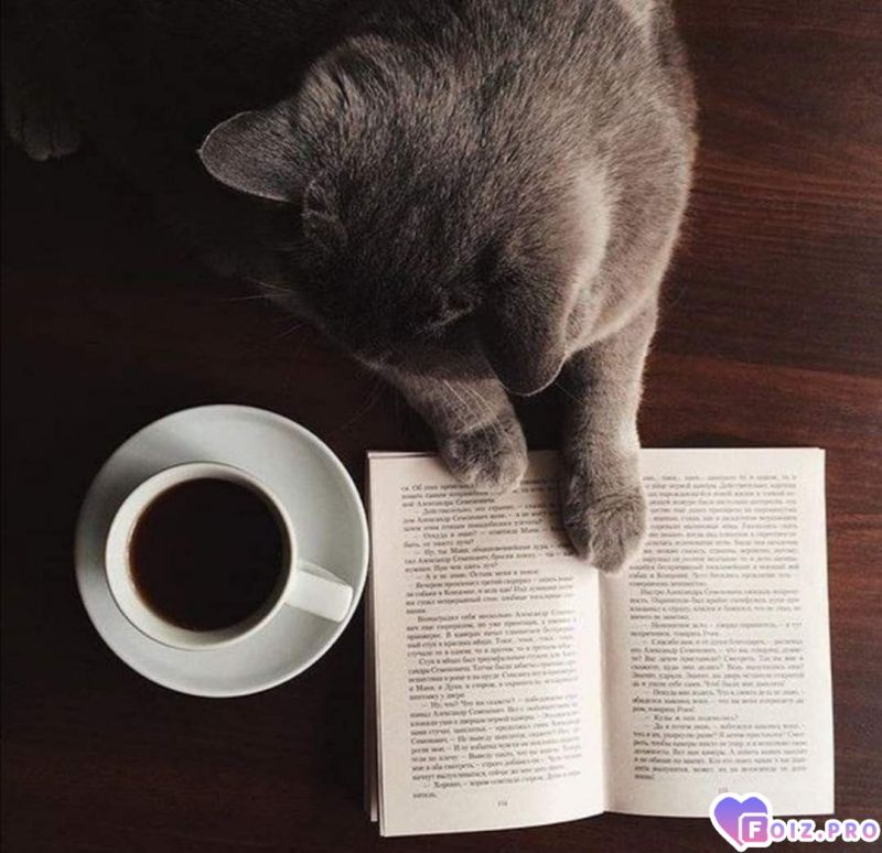 -157484-Почитаем-