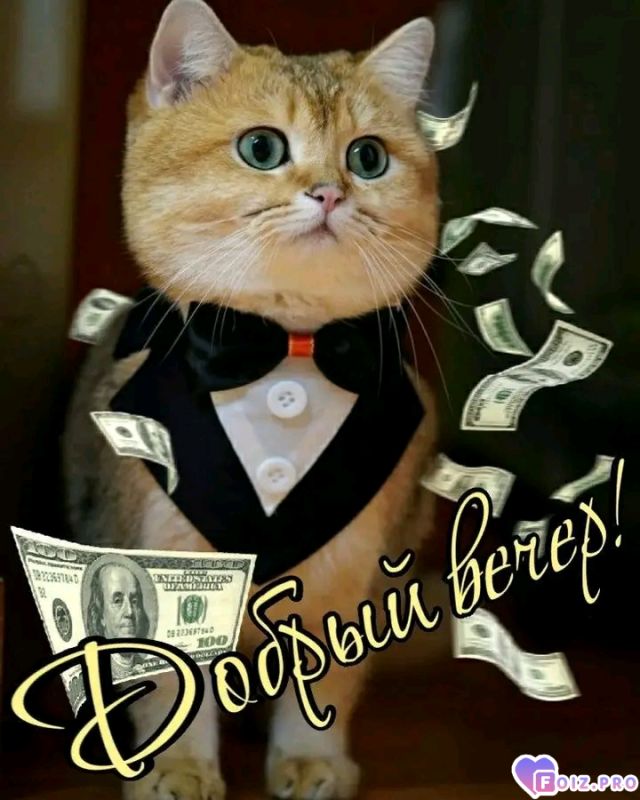 -Бизнес-Котик-