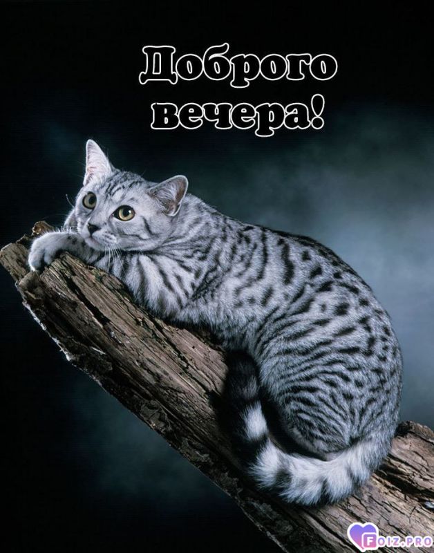 -Добрый-Вечер-