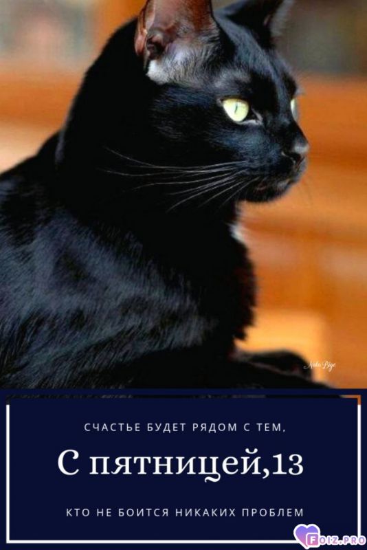 -Черный-кот-