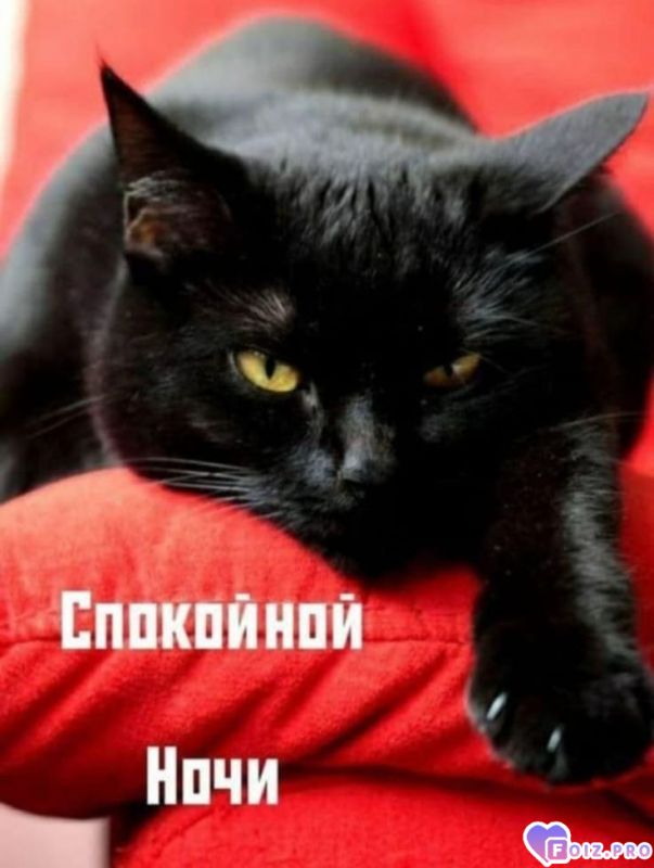 -Доброй-Ночки-