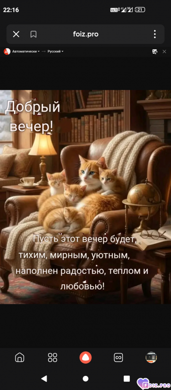 -Котики-