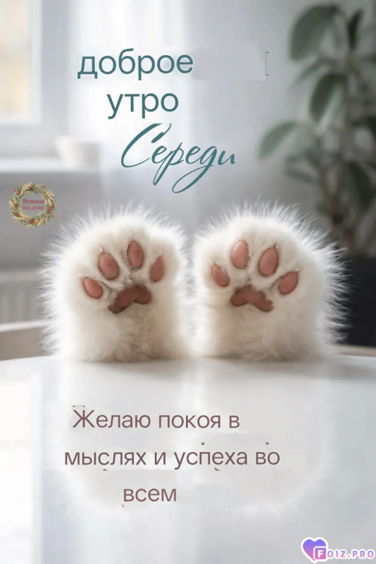 -Мягкие-Лапки-