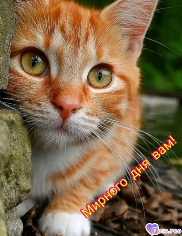 -Мирного-Дня-