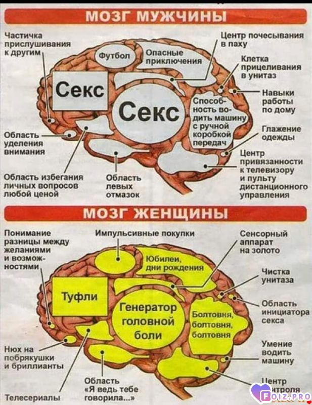_Мозг_М_и_Ж_