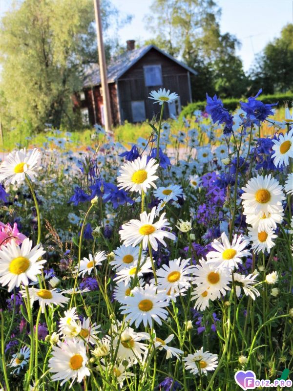 -Ромашковое-Лето-