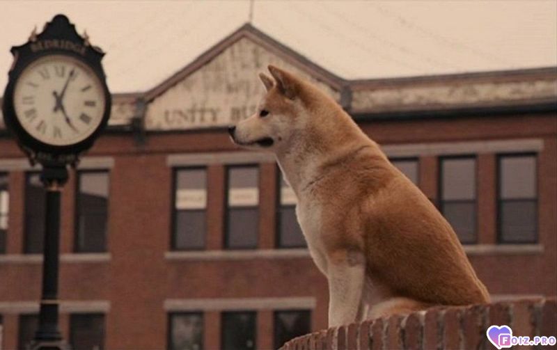 -350020-Хатико-