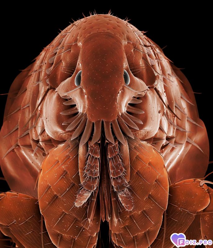 -Блоха-Микроскоп-