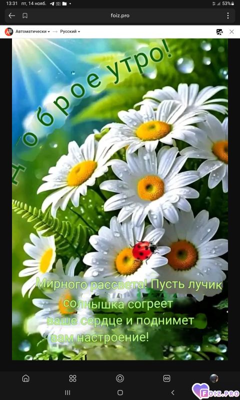 -Ромашки-утро-