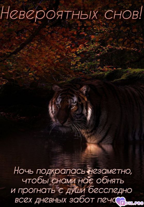 -Нежность-Ночи-