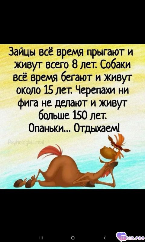 -Зайцы-Собаки-