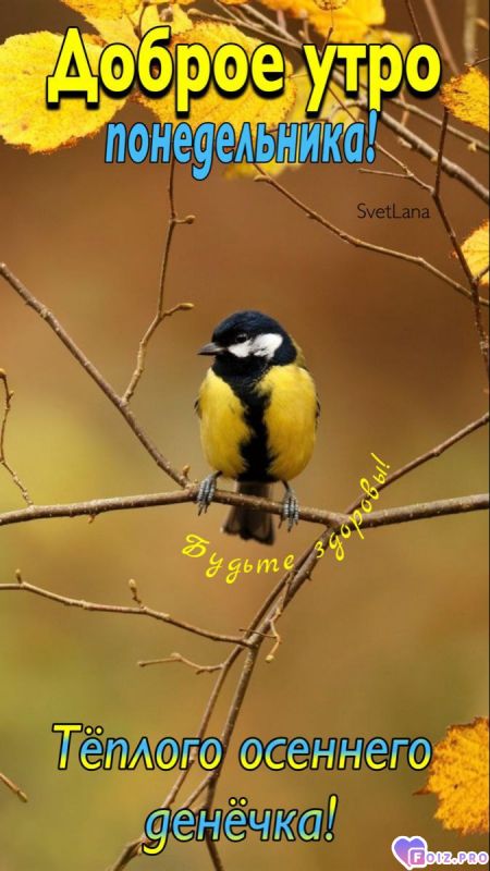 -Добрая-Синичка-