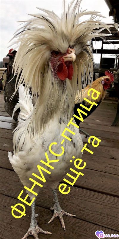 -245877-Феникс-Птица-