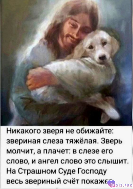 -Звериная-Слеза-