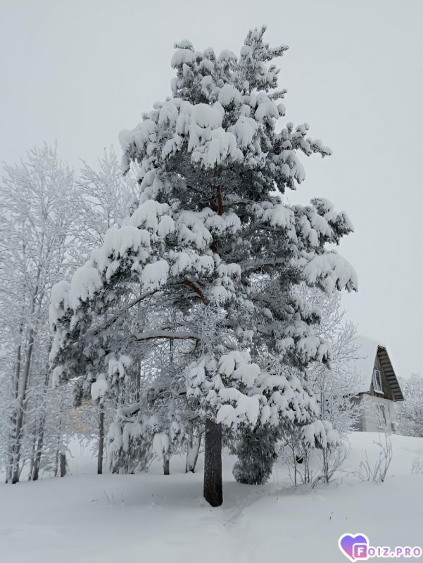 Сосна у дома