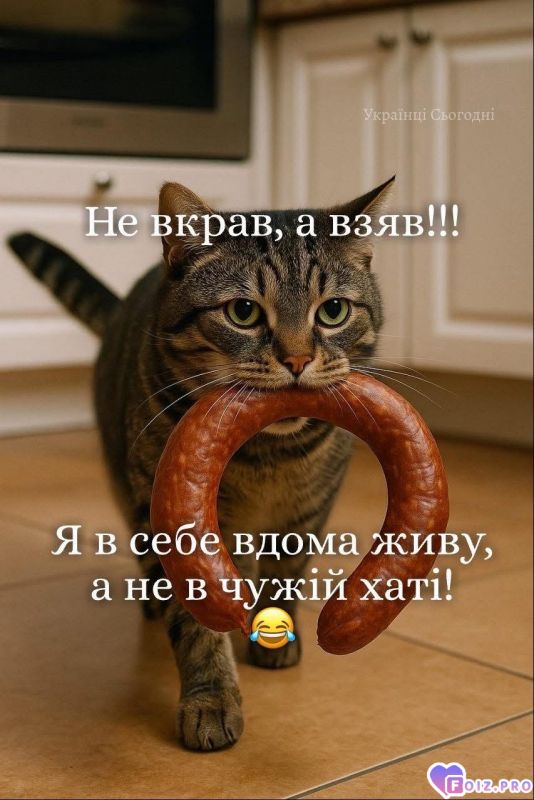 Пушистый воришка